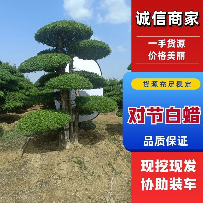 精品对节白蜡造型多样价格优惠品质保证欢迎联系