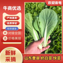 山东曹县精品快菜奶白菜小白菜，产地直供，质量保证，欢迎咨询