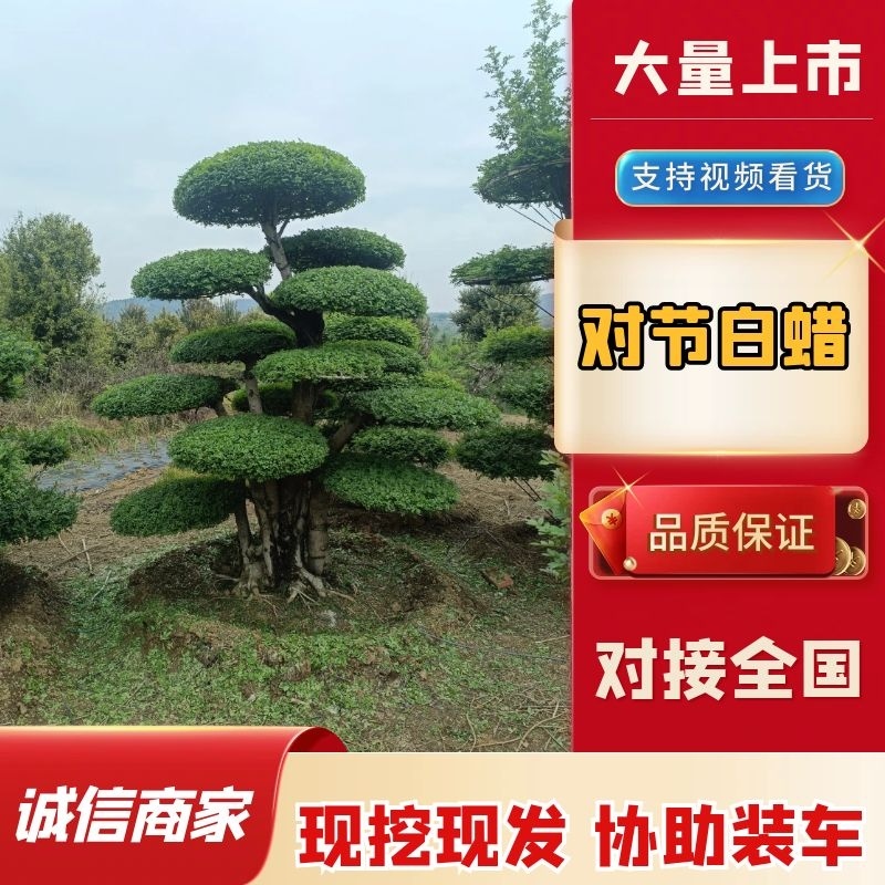 精品对节白蜡，树形优美，易存活，打理简单，绿化树种优选
