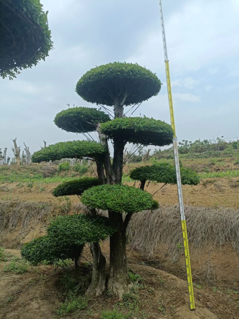 精品对节白蜡，树形优美，易存活，打理简单，绿化树种优选