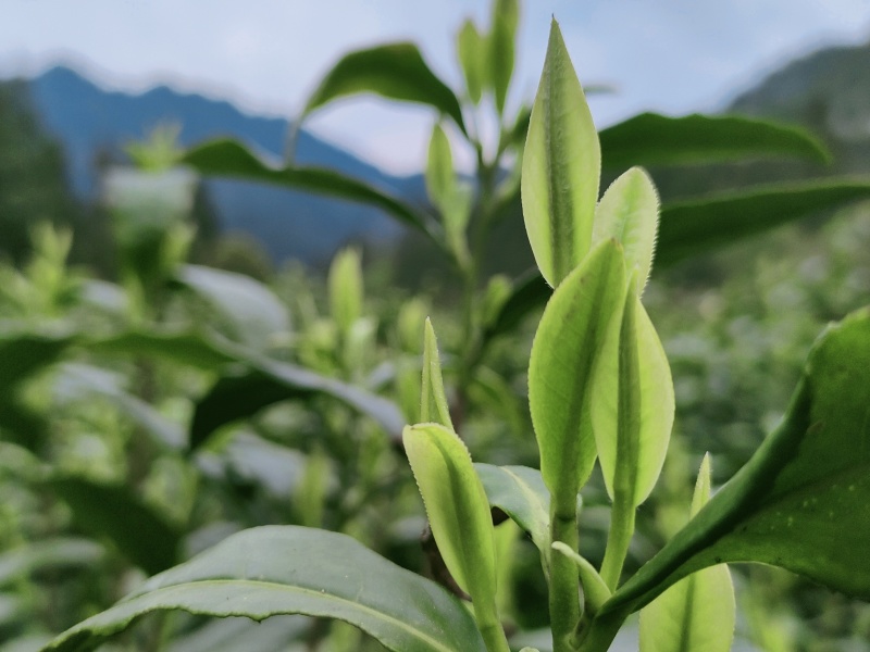 湖南恩施咸丰富硒绿茶，厂家直销，大量种植，价格优惠