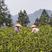 湖南恩施咸丰富硒绿茶，厂家直销，大量种植，价格优惠