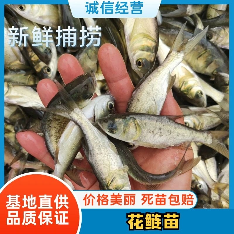 【优选】鲢鱼苗花鲢鱼苗大量有货，氧气袋装货全国包送。