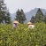 湖北恩施咸丰富硒茶，大量有货，欢迎各大采购商、批发商联系