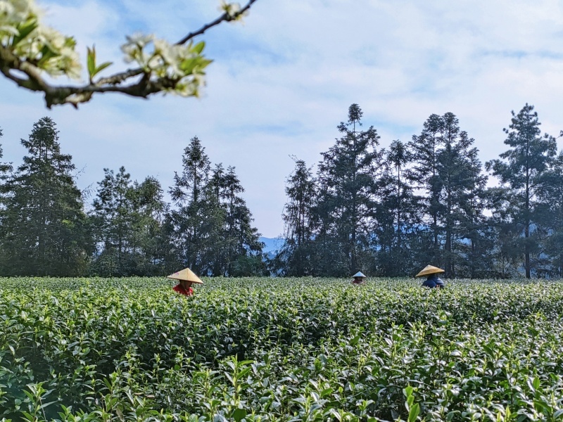 湖北恩施咸丰富硒茶，大量有货，欢迎各大采购商、批发商联系