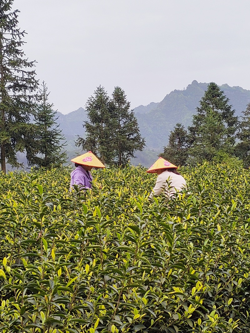 湖北恩施咸丰富硒茶，大量有货，欢迎各大采购商、批发商联系
