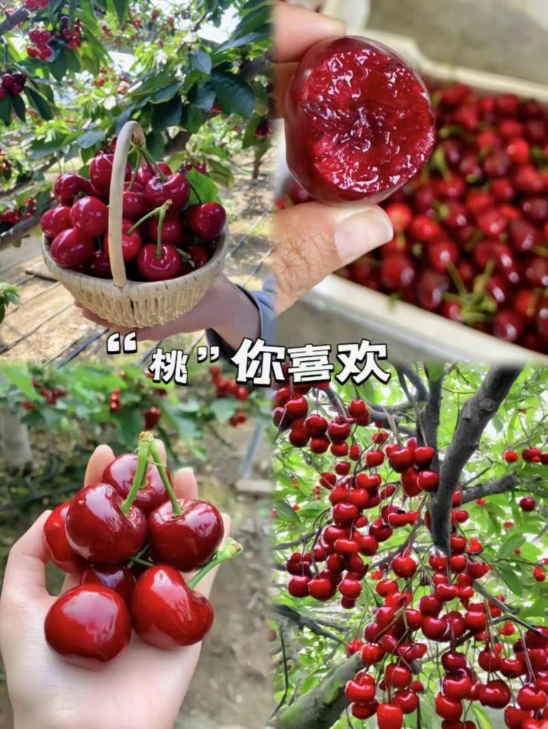 【优选】甘肃樱桃-美早樱桃一手货源优质货源诚信经营