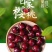 【优选】甘肃樱桃-美早樱桃一手货源优质货源诚信经营