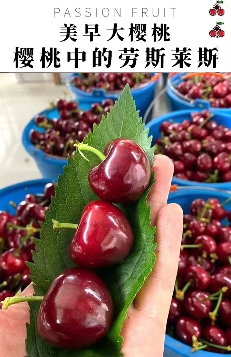 【优选】甘肃樱桃-美早樱桃一手货源优质货源诚信经营