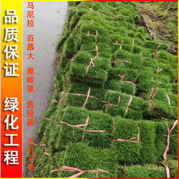 绿化草皮真草坪带泥土四季青百慕大剪股颖马尼拉庭院别墅免剪