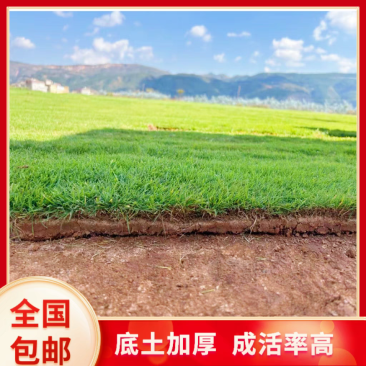 广东绿化草皮真草坪带土马尼拉百慕大四季青大叶油台湾草包邮