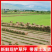 广东绿化草皮真草坪带土马尼拉百慕大四季青大叶油台湾草包邮