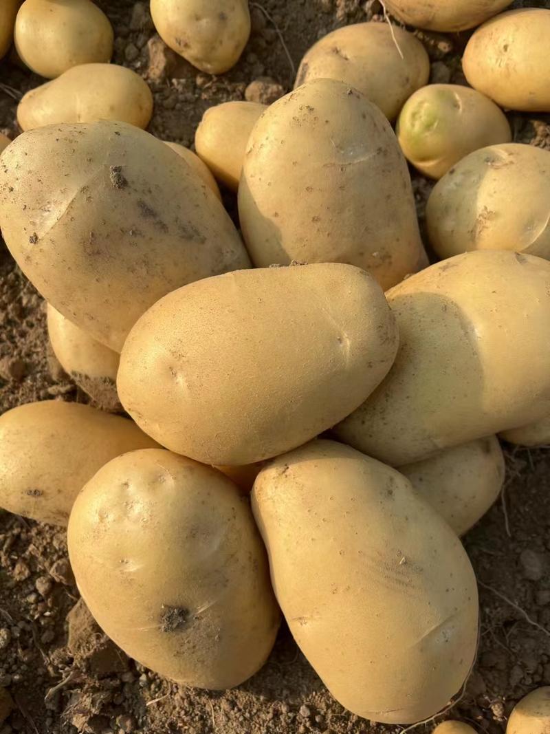 贵州精品黄心土豆对接电商市场商超等各类客户