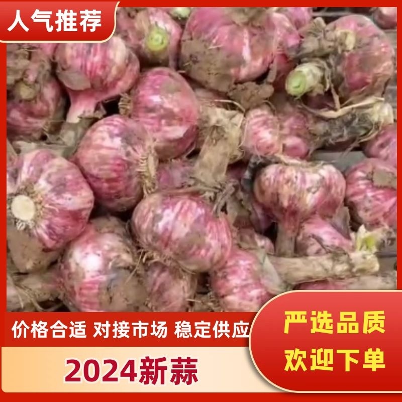 【精选】红蒜（5cm）干蒜常年供应视频看货诚信为本
