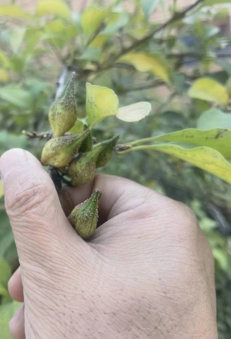 连翘苗科研5号连翘苗包成活率一手货源价格实惠