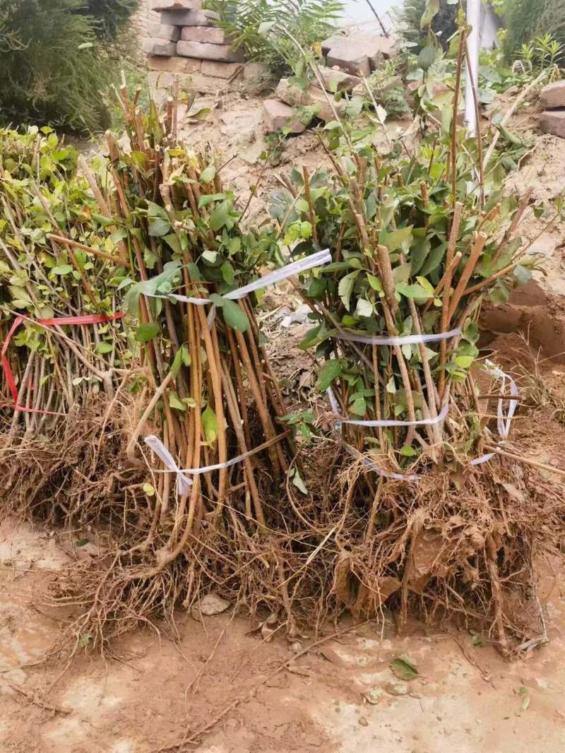 连翘苗科研5号连翘苗包成活率一手货源价格实惠