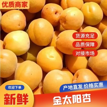 太行山蜜杏，金太阳杏，凯特杏大量上市，一件代发