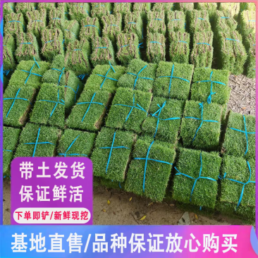 草皮真草带泥土别墅庭院工程绿化马尼拉果岭草兰引三号包邮到