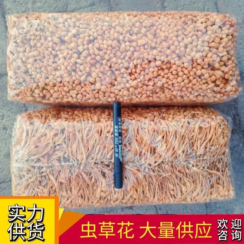 【虫草花干】虫草花颜色好干净无硫产地直发量大从优