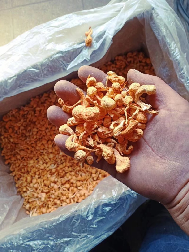 【虫草花干】虫草花颜色好干净无硫产地直发量大从优
