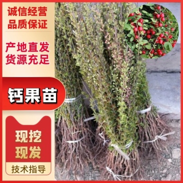 【热销】钙果苗农大9号挂果早个头大口感好包邮价格