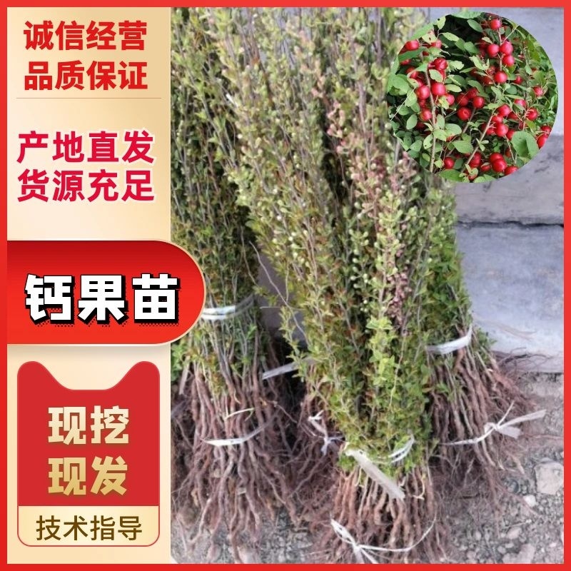 【热销】钙果苗农大9号挂果早个头大口感好包邮价格