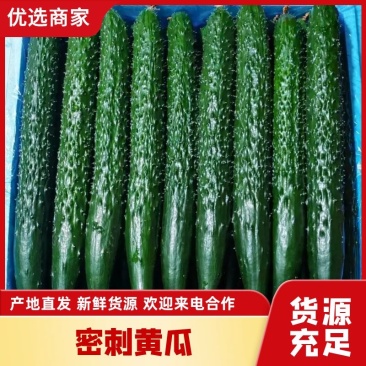 【新店推荐】山东密刺黄瓜大量有货价格有货自家种植