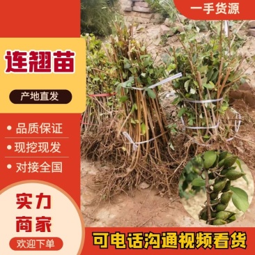 连翘苗科研5号连翘苗包成活率一手货源价格实惠