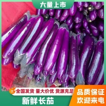 精品长茄万亩基地长期大量供应现摘现发保质保量欢迎咨询