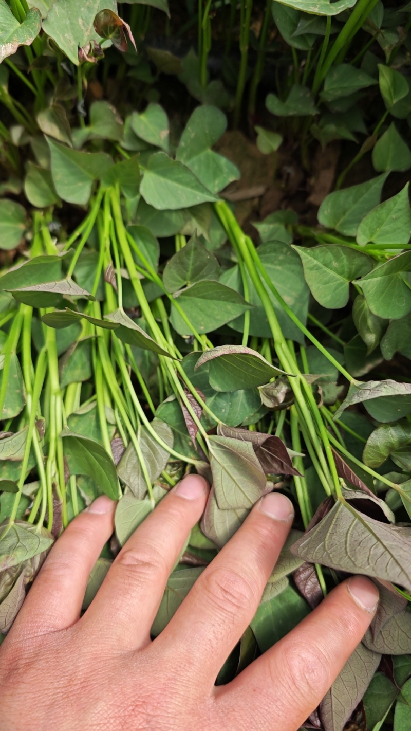 脱毒种苗西瓜红红薯苗大量供应产地直发量大从优可咨询