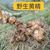 姜型野生黄精常年可供应量大从优质量保证欢迎咨询选购