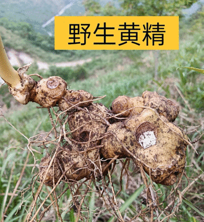 姜型野生黄精常年可供应量大从优质量保证欢迎咨询选购