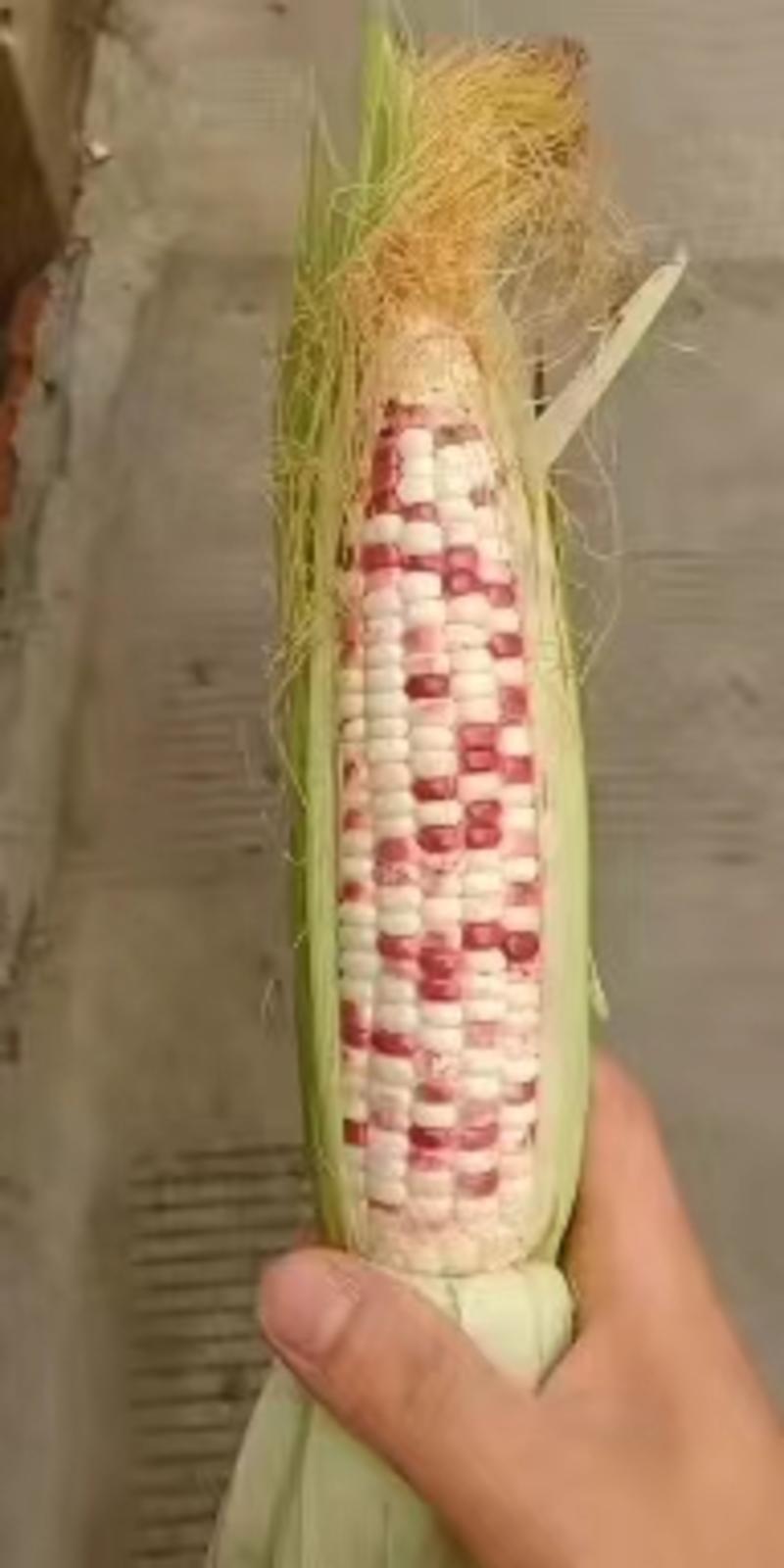 花玉米安徽玉米糯玉米产地直发一手货源欢迎选购