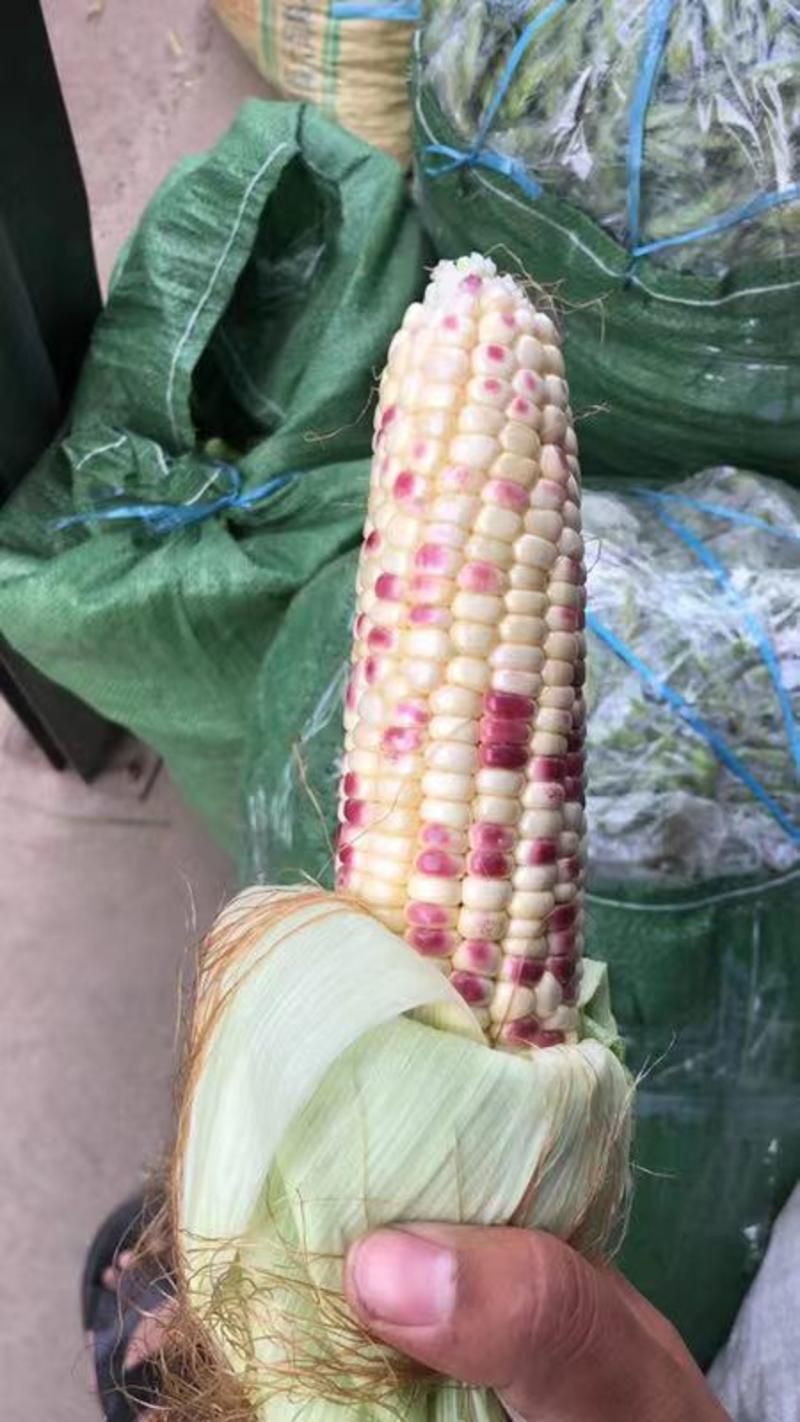 花玉米安徽玉米糯玉米产地直发一手货源欢迎选购