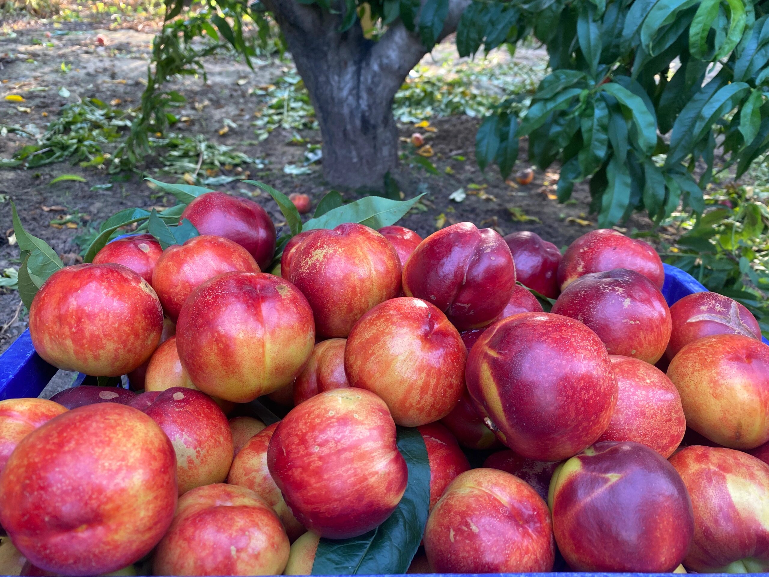 龙泉驿水蜜桃果园