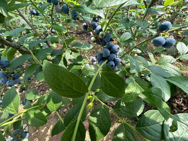 莱克希蓝莓F6蓝莓L25蓝莓花香蓝莓基地直发大吨位供应