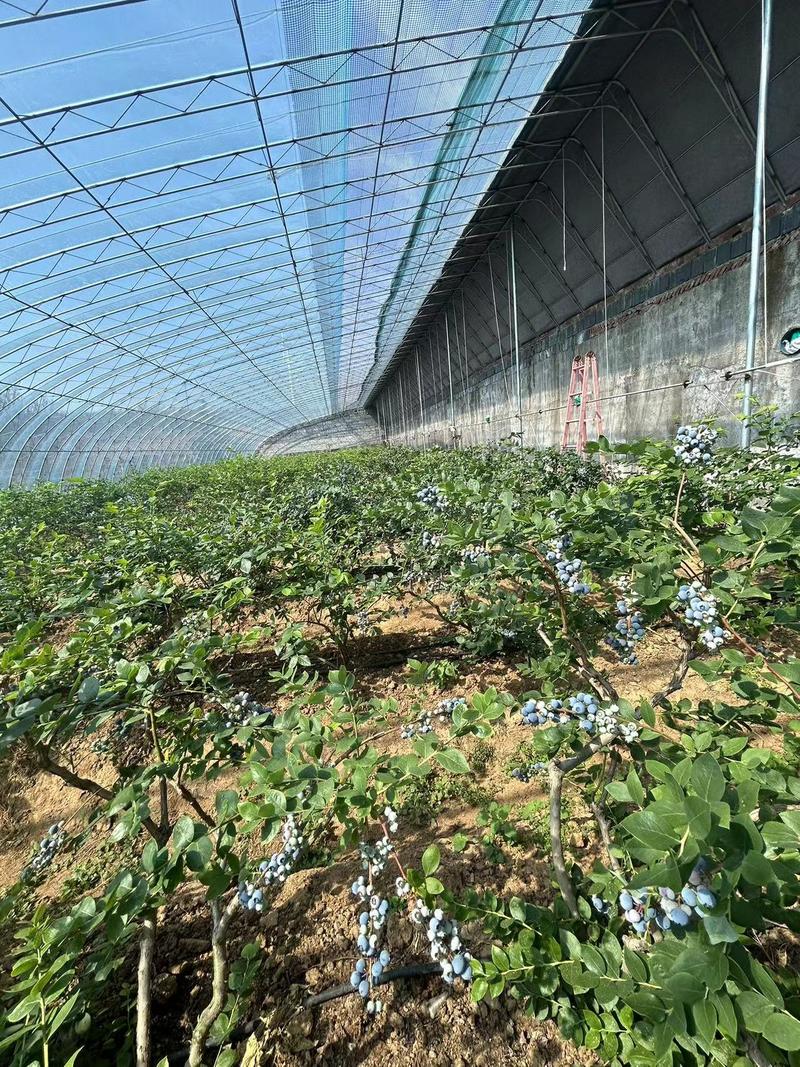 莱克希蓝莓F6蓝莓L25蓝莓花香蓝莓基地直发大吨位供应