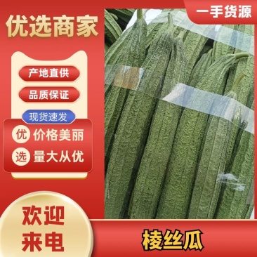 福建八角瓜棱丝瓜保质保量产地直发欢迎来电咨询