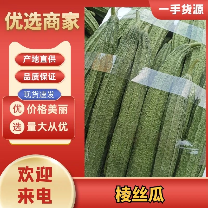 福建八角瓜棱丝瓜保质保量产地直发欢迎来电咨询
