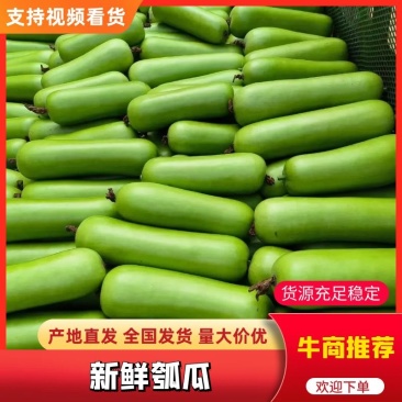 福建胡瓜葫芦瓜瓠瓜质量保证产地直供支持视频看货代