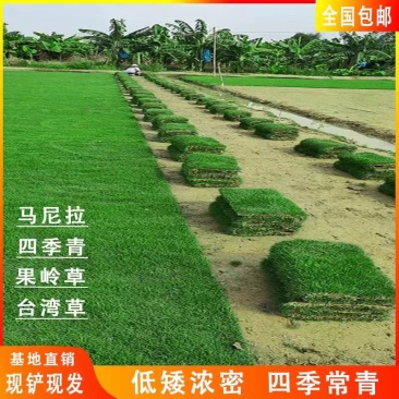 别墅绿植草皮带泥土草坪真草马尼拉果岭草庭院工程绿化免剪台