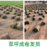 别墅绿植草皮带泥土草坪真草马尼拉果岭草庭院工程绿化免剪台
