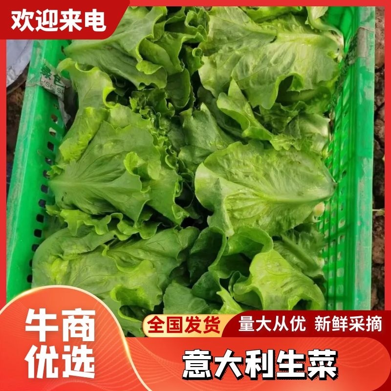 精品生菜意大利生菜货源充足量大从优质量保证欢迎咨询
