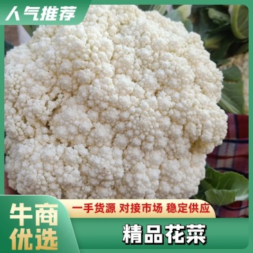 河北万亩产地直供菜花保质保量，货源充足，欢迎咨询