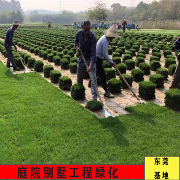 带泥土草坪真草马尼拉果岭草庭院工程绿化免剪台湾草别墅绿植
