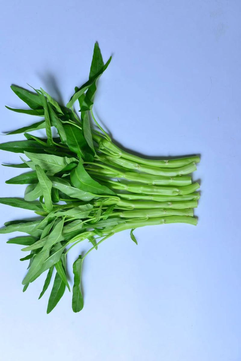大白梗柳叶空心菜种子（可做水通）