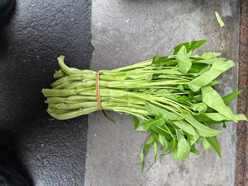 大白梗柳叶空心菜种子（可做水通）