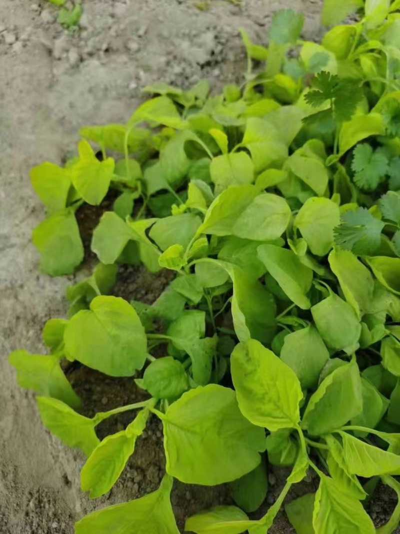 圆叶白苋菜种子