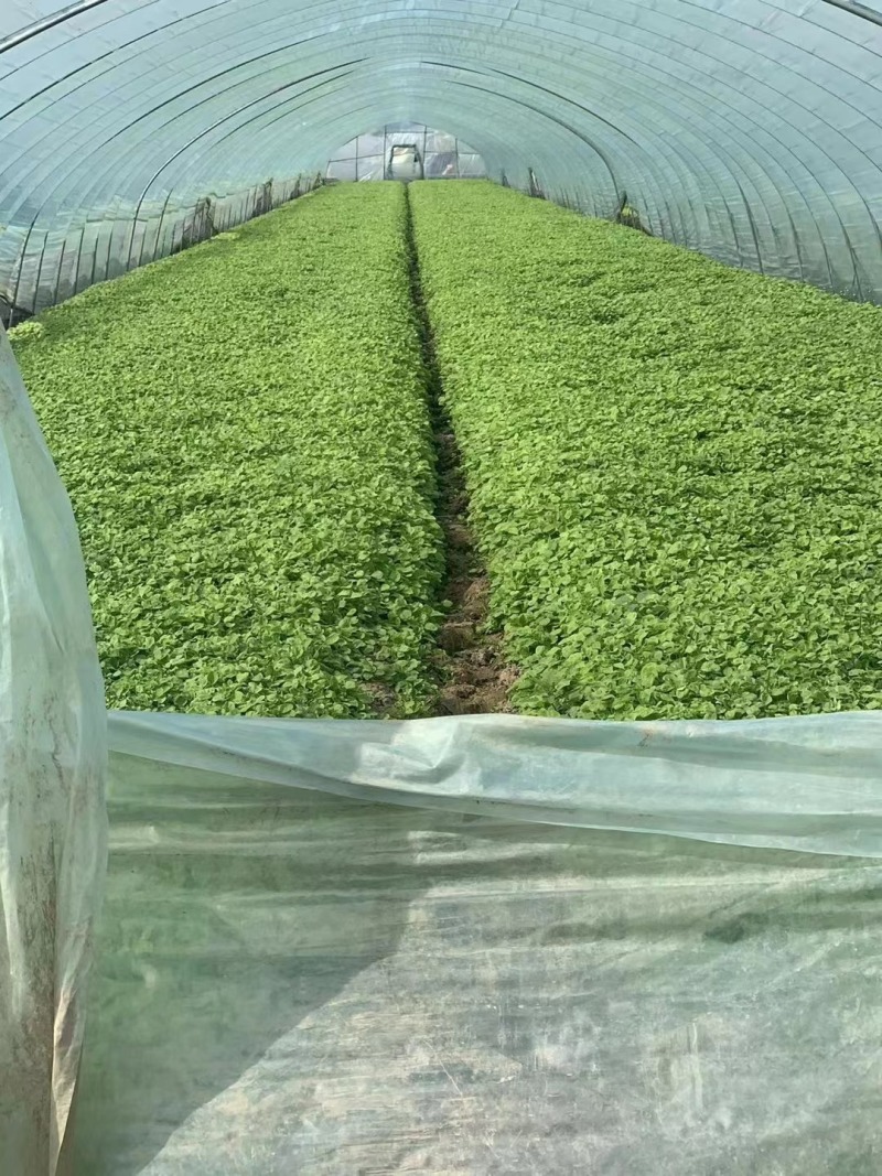 圆叶白苋菜种子