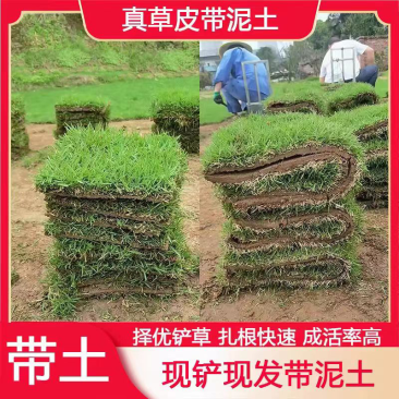草皮真草坪带泥土别墅花园绿化四季青果岭草台湾草马尼拉草皮